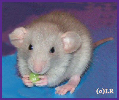 Name:  CuteWeeOne[1].jpg
Views: 55
Size:  33.7 KB