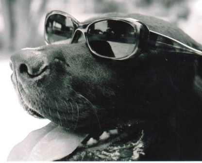 Name:  sunglasses.jpg
Views: 35
Size:  81.0 KB