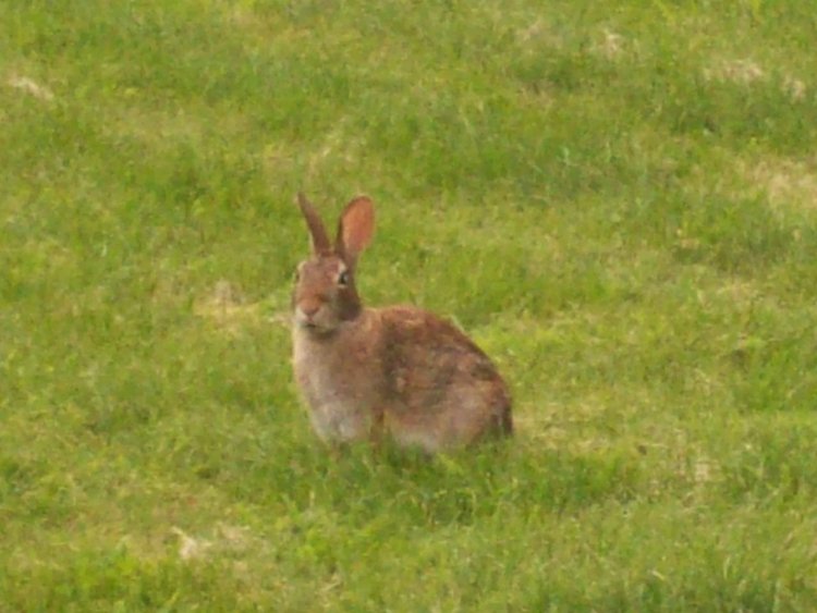 Name:  Bunnies 008.jpg
Views: 269
Size:  66.0 KB