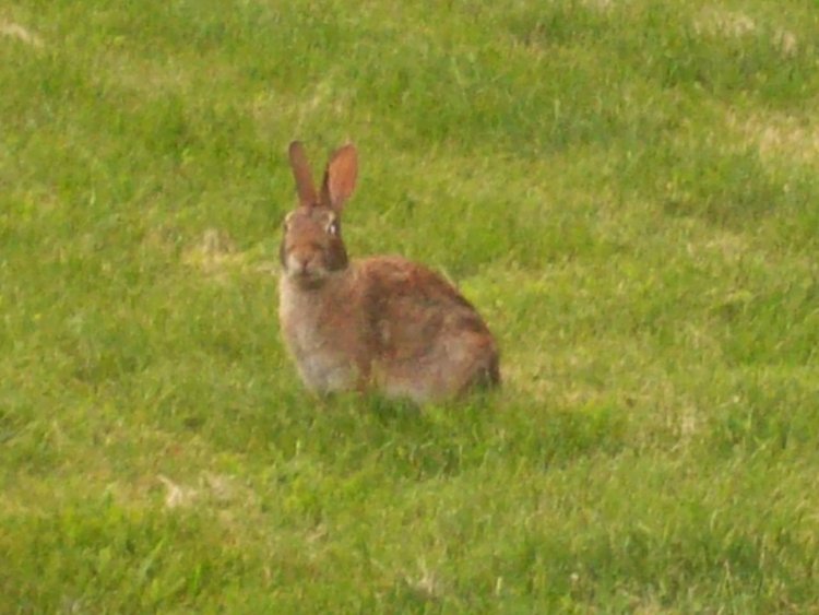 Name:  Bunnies 009.jpg
Views: 270
Size:  67.7 KB