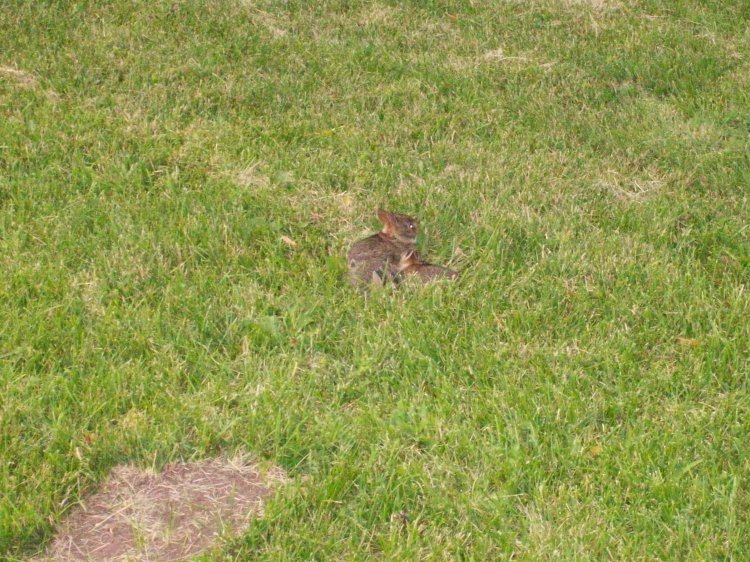 Name:  Bunnies 013.jpg
Views: 319
Size:  143.7 KB