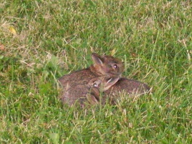 Name:  Bunnies 016.jpg
Views: 313
Size:  112.7 KB