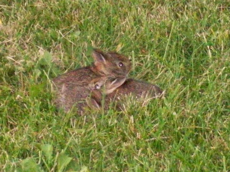 Name:  Bunnies 017.jpg
Views: 228
Size:  113.4 KB