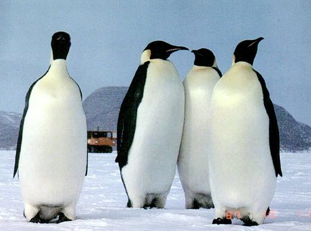 Name:  penguins.jpg
Views: 592
Size:  30.7 KB