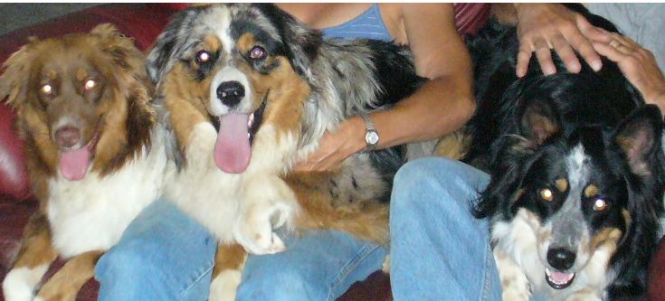 Name:  dogsedit2.JPG
Views: 552
Size:  43.6 KB