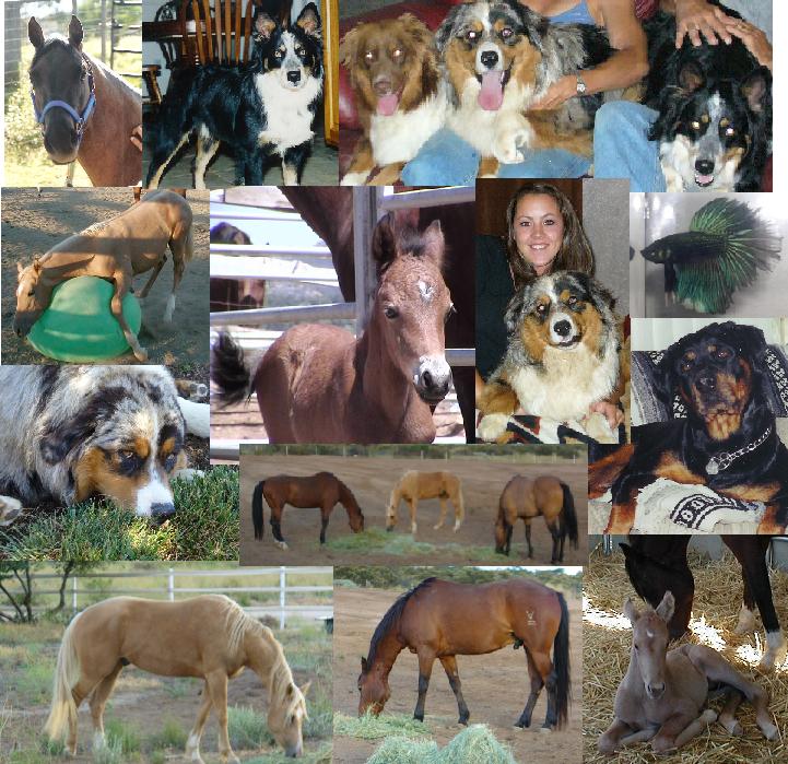 Name:  PetCollage.JPG
Views: 2653
Size:  115.7 KB