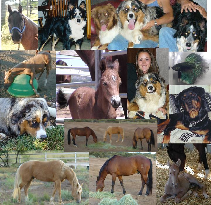 Name:  PetCollage.JPG
Views: 2111
Size:  115.7 KB