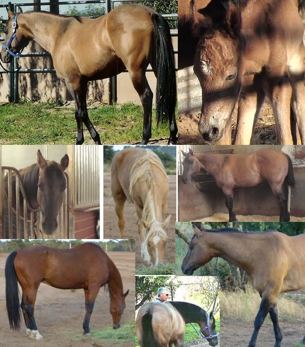 Name:  horsecollage.JPG
Views: 231
Size:  87.6 KB