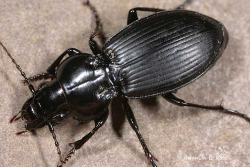 Name:  carabid-I2.jpg
Views: 31970
Size:  24.1 KB
