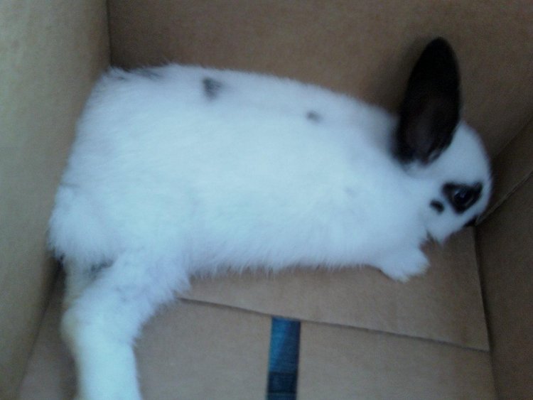 Name:  Adams bunny.jpg
Views: 27
Size:  44.1 KB