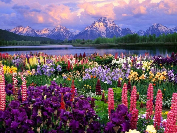 Name:  field of flowers2.jpg
Views: 109453
Size:  133.4 KB