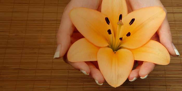 Name:  lily.jpg
Views: 3667
Size:  52.4 KB