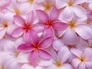 Name:  flowers.jpg
Views: 2304
Size:  3.5 KB