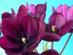 Name:  flower.jpg
Views: 2673
Size:  4.0 KB