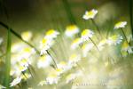 Name:  more flowers.jpg
Views: 1995
Size:  3.4 KB