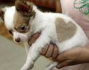 Name:  pup2.jpg
Views: 712
Size:  3.1 KB