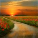 Name:  flowers1.jpg
Views: 199
Size:  3.2 KB