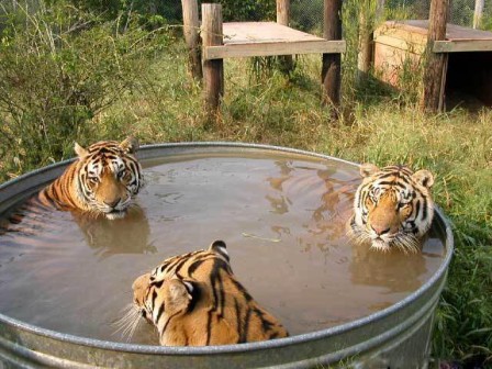 Name:  kc&friends.jpg
Views: 33
Size:  59.7 KB