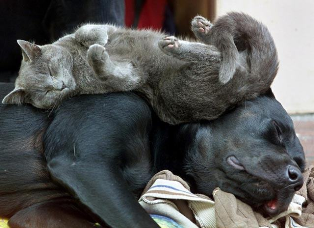 Name:  sleeping.bmp
Views: 1142
Size:  210.2 KB
