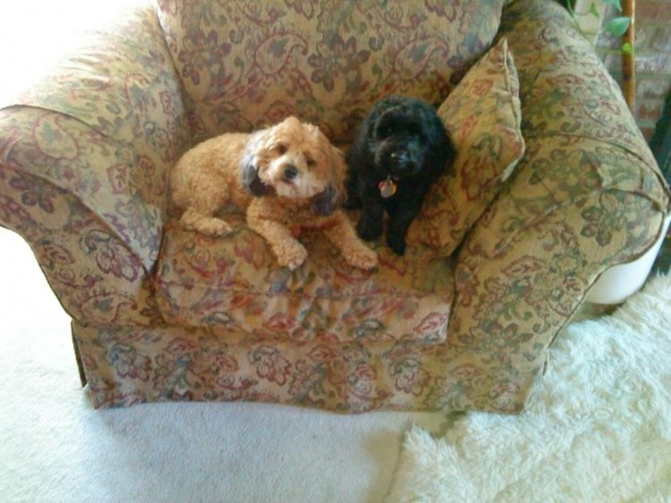 Name:  dogs.jpg
Views: 148
Size:  82.9 KB