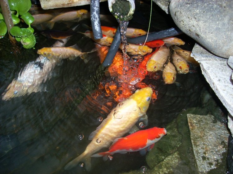 Name: coi pond 006.jpg
Views: 776
Size: 97.6 KB