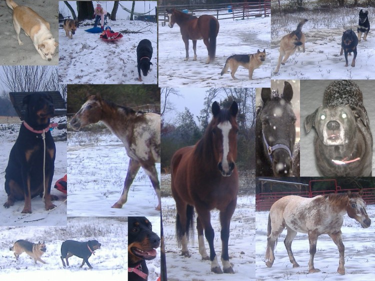 Name:  snow day fun.JPG
Views: 519
Size:  146.3 KB