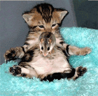 Name:  katze.gif
Views: 168
Size:  44.1 KB