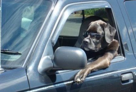 Name:  Driving_Dog.jpg
Views: 50
Size:  25.4 KB