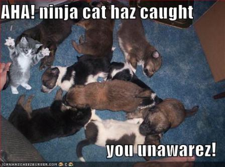 Name:  ninjacat.jpg
Views: 277
Size:  29.1 KB