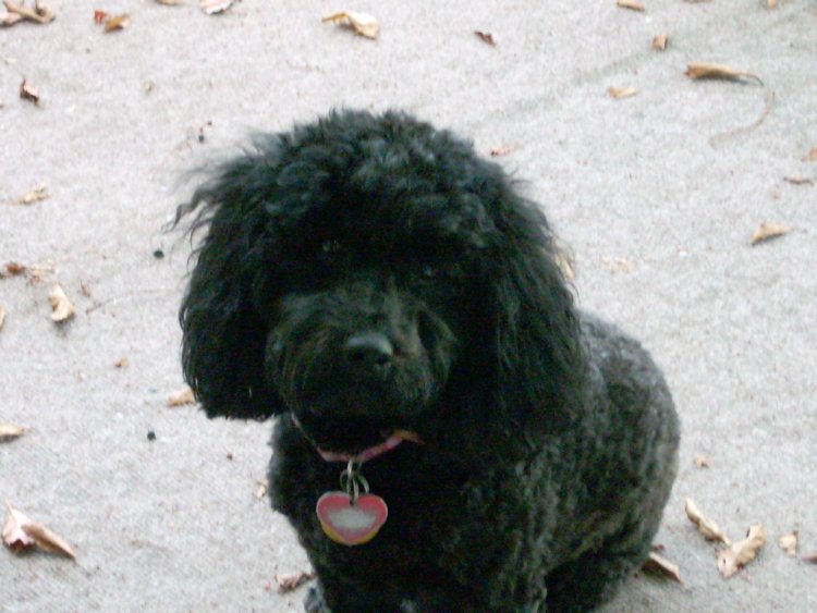 Name:  Oct 2nd 2009 054.jpg
Views: 335
Size:  73.0 KB