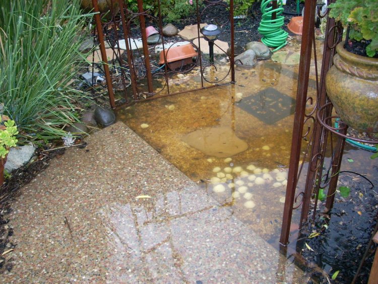 Name:  storm damage2009 002.jpg
Views: 295
Size:  134.0 KB