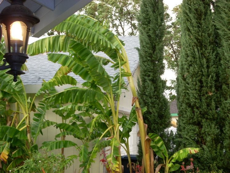 Name:  storm damage2009 011.jpg
Views: 241
Size:  122.3 KB