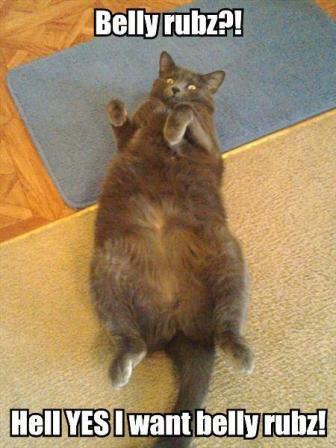 Name:  Cat-CatLyingOnHisBackBellyRubsHellY.jpg
Views: 609
Size:  27.8 KB