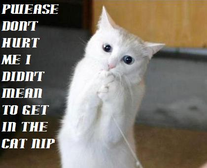 Name:  cat pwease.jpg
Views: 867
Size:  20.6 KB