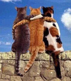 Name:  Cats_3cats_hug.jpg
Views: 560
Size:  14.9 KB