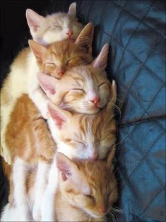 Name:  group%20hug.jpg
Views: 598
Size:  17.5 KB