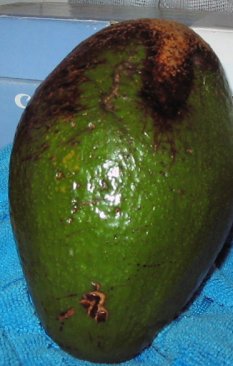 Name:  adacado 001.jpg
Views: 2027
Size:  20.2 KB