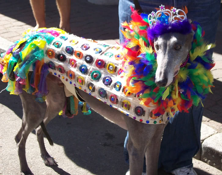 Name:  rainbow-condom-dog-1.jpg
Views: 25
Size:  95.6 KB
