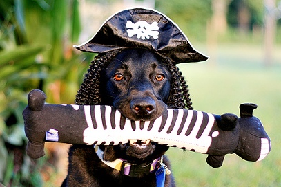 Name:  pirate.jpg
Views: 39
Size:  65.6 KB