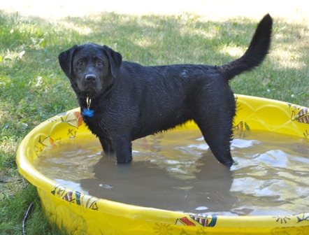 Name:  Lab bath.jpg
Views: 56
Size:  75.4 KB