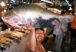 Name:  black belly pacu.jpg
Views: 534
Size:  20.6 KB