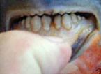 Name: pacu teeth.bmp
Views: 374
Size: 45.2 KB