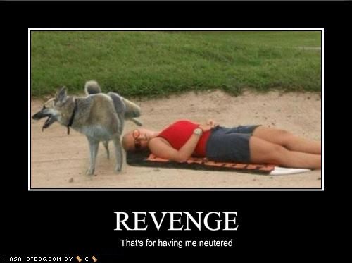Name:  funny-dog-pictures-your-dog-is-having-his-revenge.jpg
Views: 24
Size:  25.1 KB
