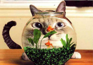 Name:  CAT3.bmp
Views: 174
Size:  204.7 KB