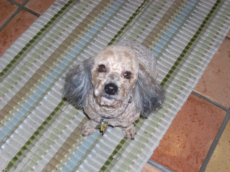 Name:  November 09 dogs 001.jpg
Views: 53
Size:  101.3 KB
