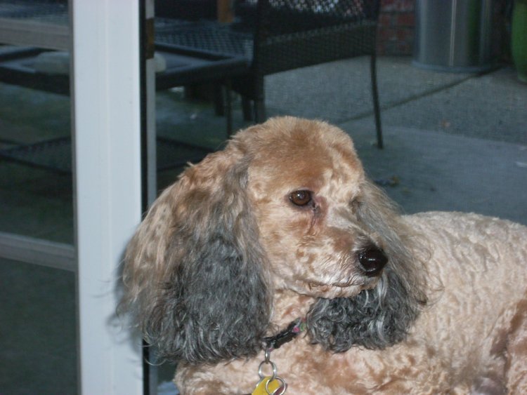 Name:  November 09 dogs 003.jpg
Views: 44
Size:  66.8 KB