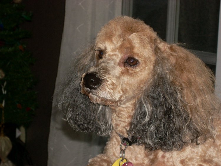 Name:  November 09 dogs 004.jpg
Views: 44
Size:  75.1 KB