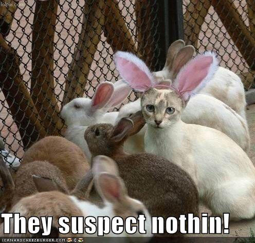 Name:  funny-pictures-cat-disguised-rabbit.jpg
Views: 476783
Size:  53.8 KB