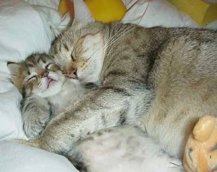 Name:  1_kitty_hug.jpg
Views: 295
Size:  28.1 KB