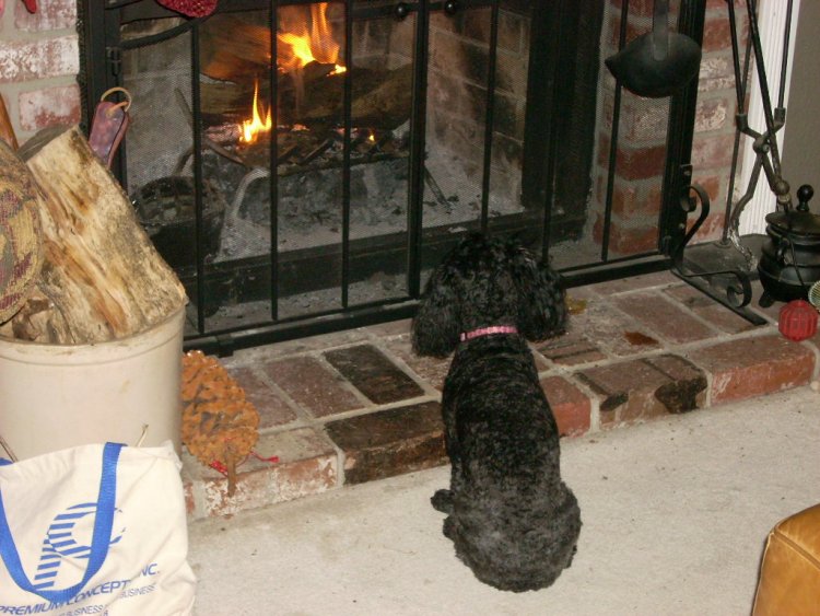 Name:  dec 2009 misc christmas and thanksgiving 026.jpg
Views: 62
Size:  91.8 KB